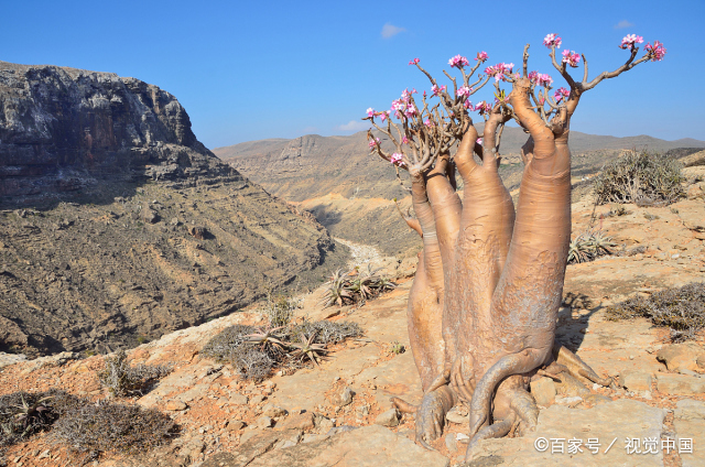贮水本领最大的树:纺锤树,最粗的直径可达5米,里面贮水约有2吨